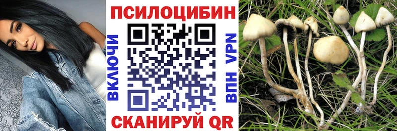 Купить  Колпашево  Галлюциногенные грибы Psilocybine cubensis 